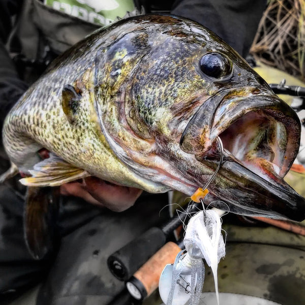 A lunker largemouth caught on an NCB Shad pattern Hybrid Vibe